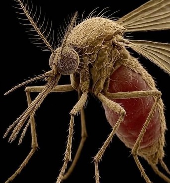 Riyadh, Pest Control, PROFESSIONAL 🇸🇦 RIYADH 🏠 PESTCONTROL 🪳🦟 BEST PRICE 0594436079