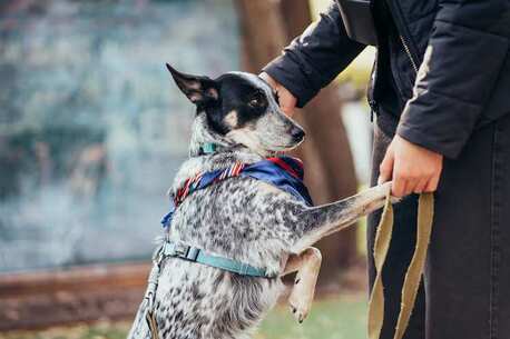 Ghaziabad, Pet Sitting, Dog Training Service In Ghaziabad