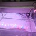 SAR 300,  Aquarium