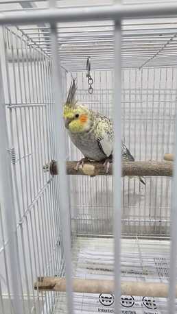 Riyadh, Pet Supplies, SAR 400,  Healthy Female Pearl Cockatiel - NEGOTIABLE PRICE!