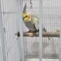 SAR 400,  Healthy Female Pearl Cockatiel - NEGOTIABLE PRICE!