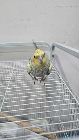 Riyadh, Pet Supplies, SAR 400,  Healthy Female Pearl Cockatiel - NEGOTIABLE PRICE!
