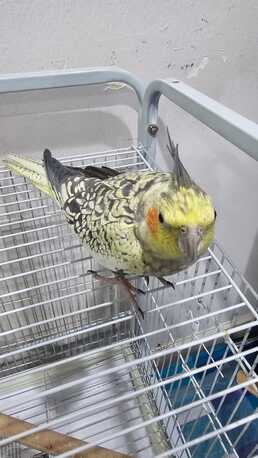 Riyadh, Pet Supplies, SAR 400,  Healthy Female Pearl Cockatiel - NEGOTIABLE PRICE!