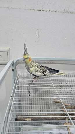 Riyadh, Pet Supplies, SAR 400,  Healthy Female Pearl Cockatiel - NEGOTIABLE PRICE!