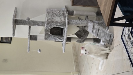 Riyadh, Pet Supplies, 2.5 Year Old Turkish Angora