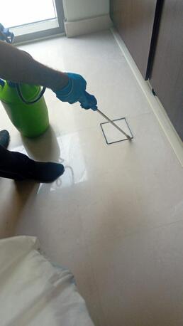 Dubai, Pest Control, Low Cost Apartment Pest Control Dubai | Professional Apartment Pest Control Services