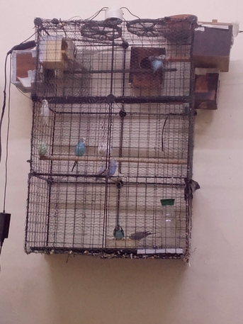 Khobar, Pet Sitting, Budgies For Sell
