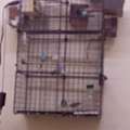 Budgies For Sell