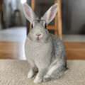 Cute Bunny Adoption. ( Its Not A Cage Pet )