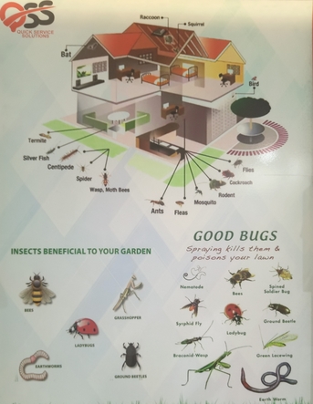 Manama, Pest Control, Pest Control Services