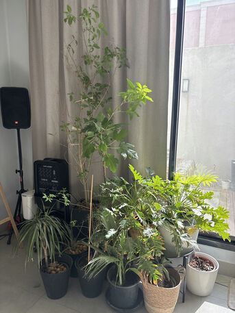 Riyadh, Farm & Garden, SAR 30,  Plants(variable)