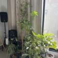 SAR 30,  Plants(variable)
