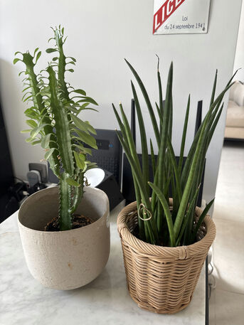 Riyadh, Farm & Garden, SAR 30,  Plants(variable)
