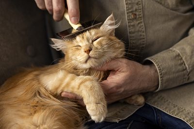 Toronto, Pet Sitting, Cat Grooming North York Toronto &ndash; Gentle & Professional Care