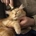 Cat Grooming North York Toronto – Gentle & Professional Care