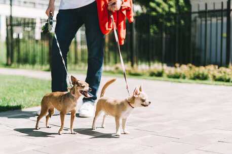 Ghaziabad, Pet Sitting, Dog Walkers In Ghaziabad