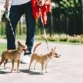 Dog Walkers In Ghaziabad