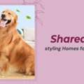 INR 100,  All You Need To Style Homes For You And Your Pets