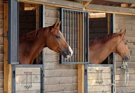 New York, Business, Professional Horse Boarding In Reidsville, NC
