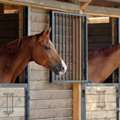 Professional Horse Boarding In Reidsville, NC