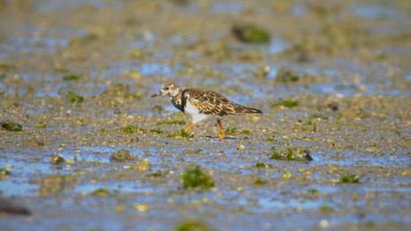 Ahmedabad, Travel, Jamnagar Birding Tour | Velavadar Blackbuck Safari India