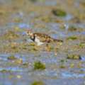 Jamnagar Birding Tour | Velavadar Blackbuck Safari India