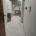 SAR 1000/month,  1 Sq. Meter,  Room For Rent