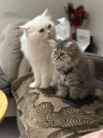 Al Rehab, Pet Adoption, Cat For Adoption  Or Trials