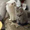Cat For Adoption  Or Trials