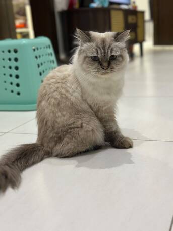 Al Rehab, Pet Adoption, Cat For Adoption  Or Trials