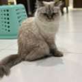 Cat For Adoption