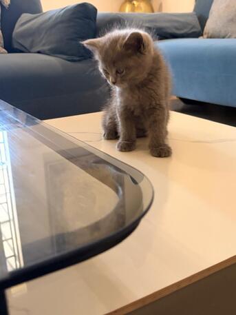 Riyadh, Pet Supplies, Adoption Notice &ndash; 3 Beautiful Kittens