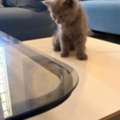 Adoption Notice &ndash; 3 Beautiful Kittens