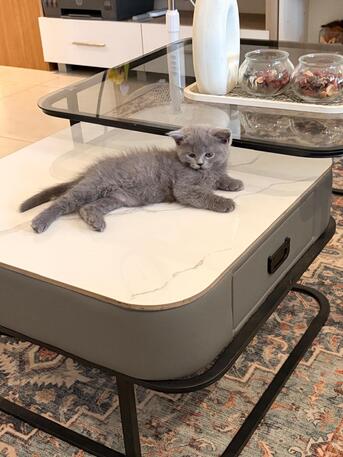 Riyadh, Pet Supplies, Adoption Notice &ndash; 3 Beautiful Kittens