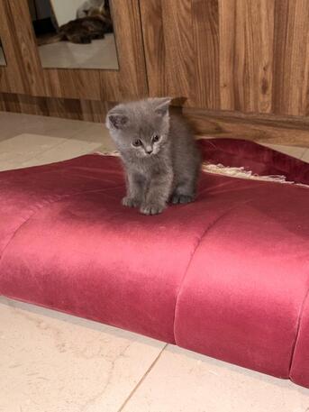 Riyadh, Pet Supplies, Adoption Notice &ndash; 3 Beautiful Kittens