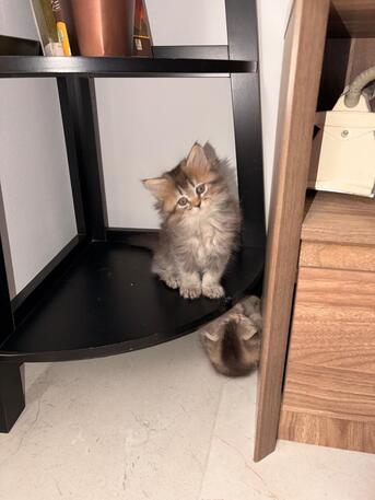 Riyadh, Pet Supplies, Adoption Notice &ndash; 3 Beautiful Kittens