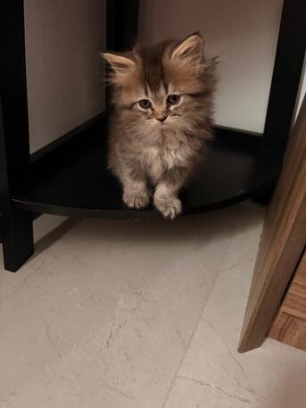 Riyadh, Pet Supplies, Adoption Notice &ndash; 3 Beautiful Kittens