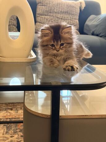 Riyadh, Pet Supplies, Adoption Notice &ndash; 3 Beautiful Kittens