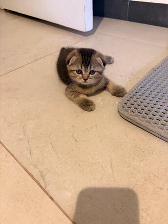 Riyadh, Pet Supplies, Adoption Notice &ndash; 3 Beautiful Kittens