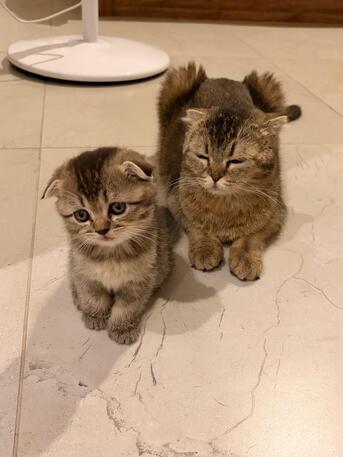 Riyadh, Pet Supplies, Adoption Notice &ndash; 3 Beautiful Kittens