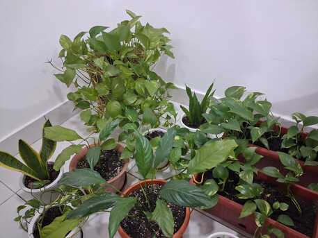 Manama, Household Items, BHD 30,  4 , 3 DOOR CUPBOARD , DRESSING TABLE , PLANTS - SALE