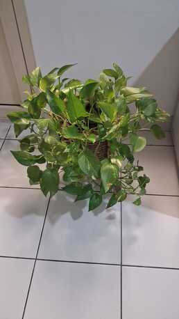 Manama, Household Items, BHD 30,  4 , 3 DOOR CUPBOARD , DRESSING TABLE , PLANTS - SALE