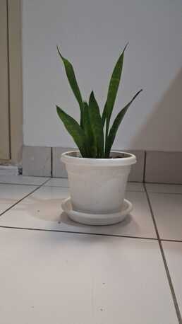 Manama, Household Items, BHD 30,  4 , 3 DOOR CUPBOARD , DRESSING TABLE , PLANTS - SALE