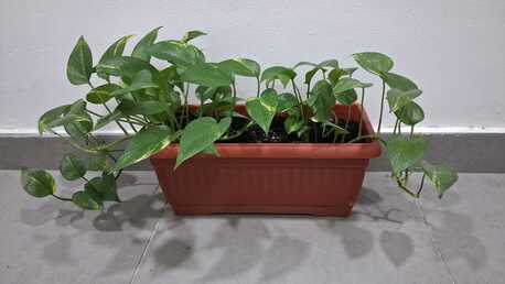 Manama, Household Items, BHD 30,  4 , 3 DOOR CUPBOARD , DRESSING TABLE , PLANTS - SALE