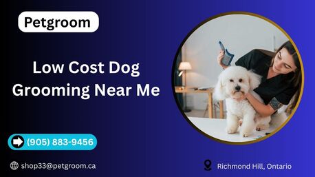Toronto, Beautician, Low Cost Dog Grooming Near Me | Affordable Pet Care By Petgroom