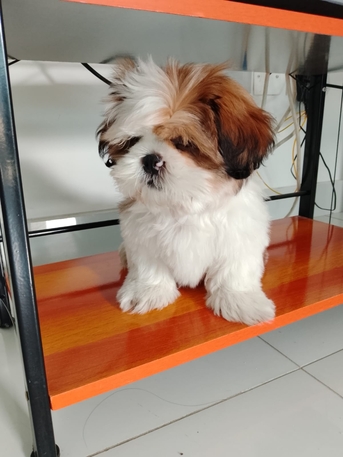 Manama, Pet Supplies, BHD 29,  Shi Tzu Puppy, 11 Weeks Old