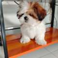 BHD 29, Shi Tzu Puppy, 11 Weeks Old