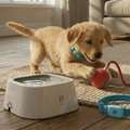 Keep Pets Active With Interactive Dog Toys