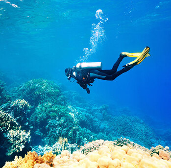 New York, Business, Scuba Diving Trips In Bonita Springs FL | Reel 1 Up