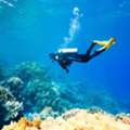 Scuba Diving Trips In Bonita Springs FL | Reel 1 Up
